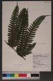 Pteris tokioi Masamune a