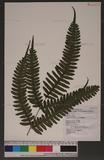 Pteris tokioi Masamune a