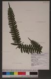 Pteris tokioi Masamune a