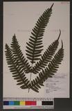 Pteris tokioi Masamune a