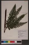 Pteris tokioi Masamune a