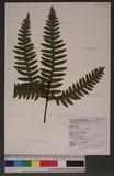 Pteris tokioi Masamune a