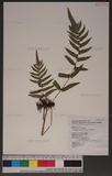 Christella acuminata (Houtt.) Lev. p