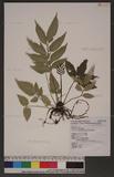 Angiopteris lygodiifolia Rosenst. [y