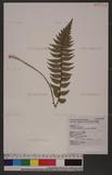 Polystichum lepidocaulon (Hook.) J. Sm. @տ