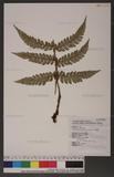 Polystichum biaristatum (Blume) Moore Gyտ