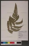 Polystichum biaristatum (Blume) Moore Gyտ