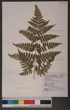 Dryopteris sparsa (Don) Ktze. 