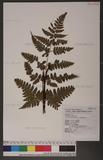 Dryopteris sparsa (Don) Ktze. 