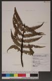 Dryopteris lepidopoda Hayata p