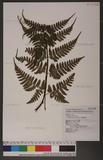 Dryopteris sparsa (Don) Ktze. 