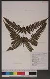 Dryopteris formosana (Christ) C. Chr. OW