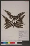 Dryopteris formosana (Christ) C. Chr. OW