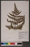 Dryopteris formosana (Christ) C. Chr. OW