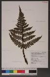 Dryopteris formosana (Christ) C. Chr. OW