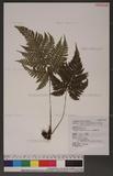 Dryopteris formosana (Christ) C. Chr. OW