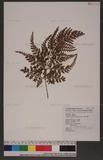 Sphenomeris biflora (Kaulf.) Tagawa Q