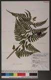 Dryopteris sparsa (Don) Ktze. 