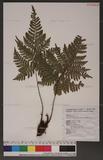 Dryopteris formosana (Christ) C. Chr. OW