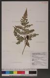 Dryopteris formosana (Christ) C. Chr. OW