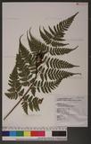 Dryopteris sparsa (Don) Ktze. 