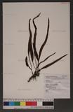Lepisorus megasorus (C. Chr.) Ching ˸