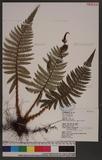 Polystichum parvipinnulum Tagawa yտ