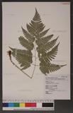 Dryopteris polita Rosenst. OF