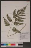 Dryopteris polita Rosenst. OF