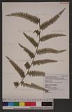 Diplopterygium blotianum (C. Chr.) Nakai f?