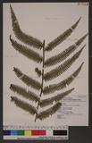 Diplopterygium blotianum (C. Chr.) Nakai f裏