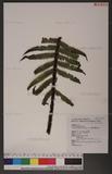 Dryopteris namegata (Kurata) Kurata 컷b