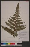 Polystichum eximium (Mett. ex Kuhn) C. Chr. sտ