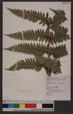 Polystichum eximium (Mett. ex Kuhn) C. Chr. sտ