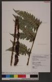 Polystichum eximium (Mett. ex Kuhn) C. Chr. sտ