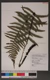 Dryopteris atrata (Wall.) Ching 