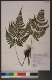 Dryopteris sparsa (Don) Ktze. 