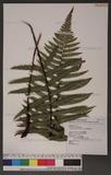 Dryopteris atrata (Wall.) Ching 