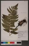 Dryopteris scottii (Bedd.) Ching v