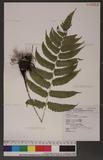 Dryopteris scottii (Bedd.) Ching v