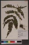 Pteris linearis Poir. T߻