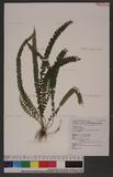 Lindsaea securifolia Presl var. kusukusensis (Hayata) Shieh `