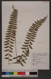 Polystichum formosanum Rosenst. OWտ