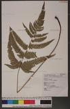 Dryopteris varia (L.) Ktze. n