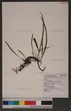 Parathelypteris japonica (Bak.) Ching ߬`P