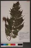 Dryopteris subexaltata (Christ) C. Chr. Ф