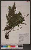 Dryopteris subexaltata (Christ) C. Chr. Ф