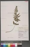 Athyrium strigillosum (Lowe) Salomon 芽孢蹄蓋蕨