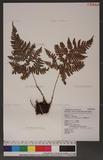 Dryopteris formosana (Christ) C. Chr. OW