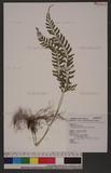 Polystichum hancockii (Hance) Diels տ